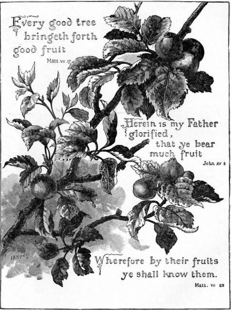 scan0025 Bearing Fruit Matthew 7:17, 20; John 15:8