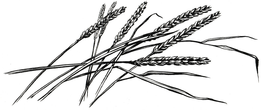 The disciples plucked grain (Matthew 12:1)