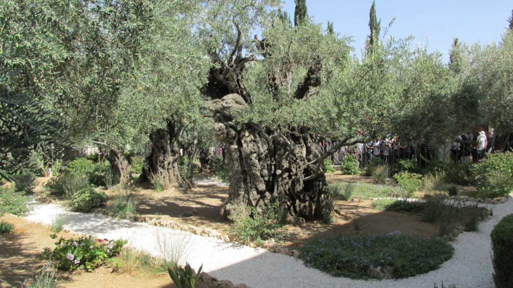 Garden of Gethsemane - 2000 year old Olive Trees