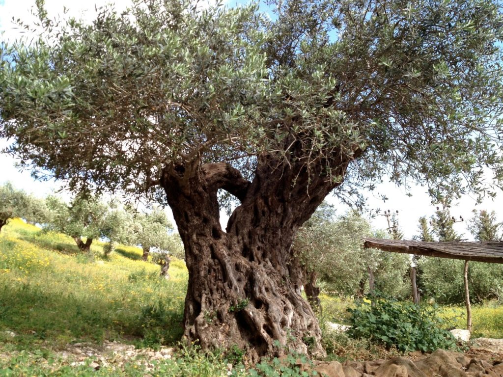 Nazareth, Olive Tree
